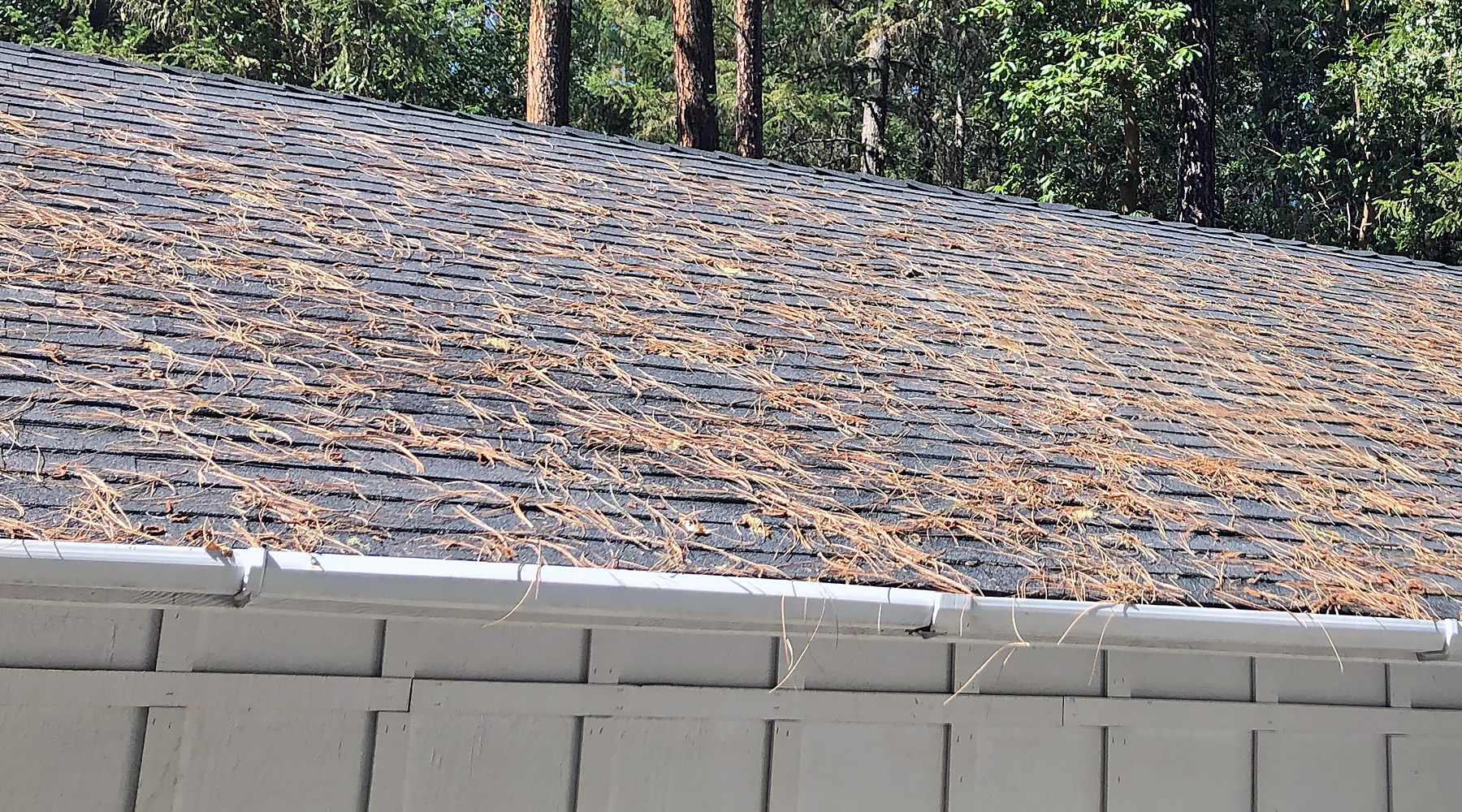 A Southern Oregon roof and gutters that need to be cleaned