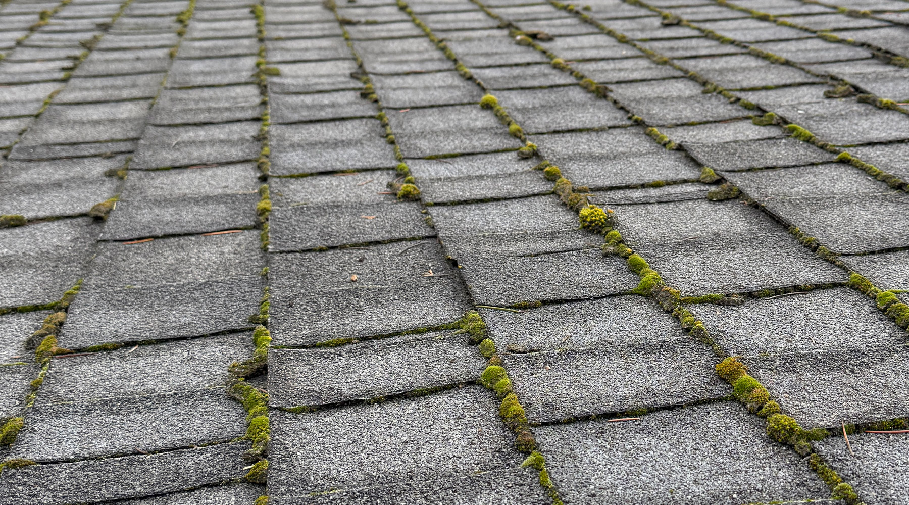 A roof with moderate moss growth