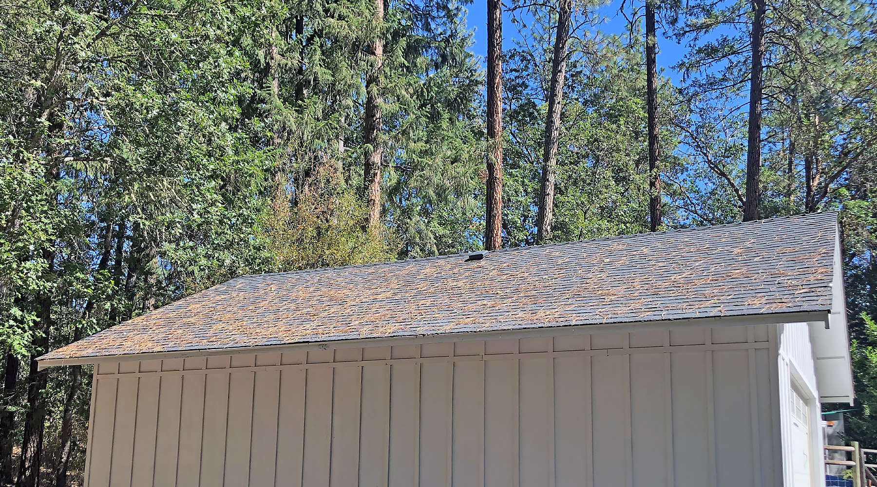 A roof with pine needles on it that is ready for cleaning in spring