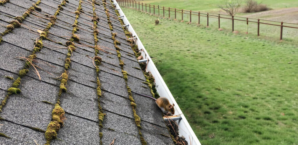 A clogged gutter with a mouse crawling around in it