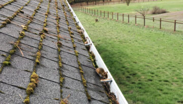 A clogged gutter with a mouse crawling around in it