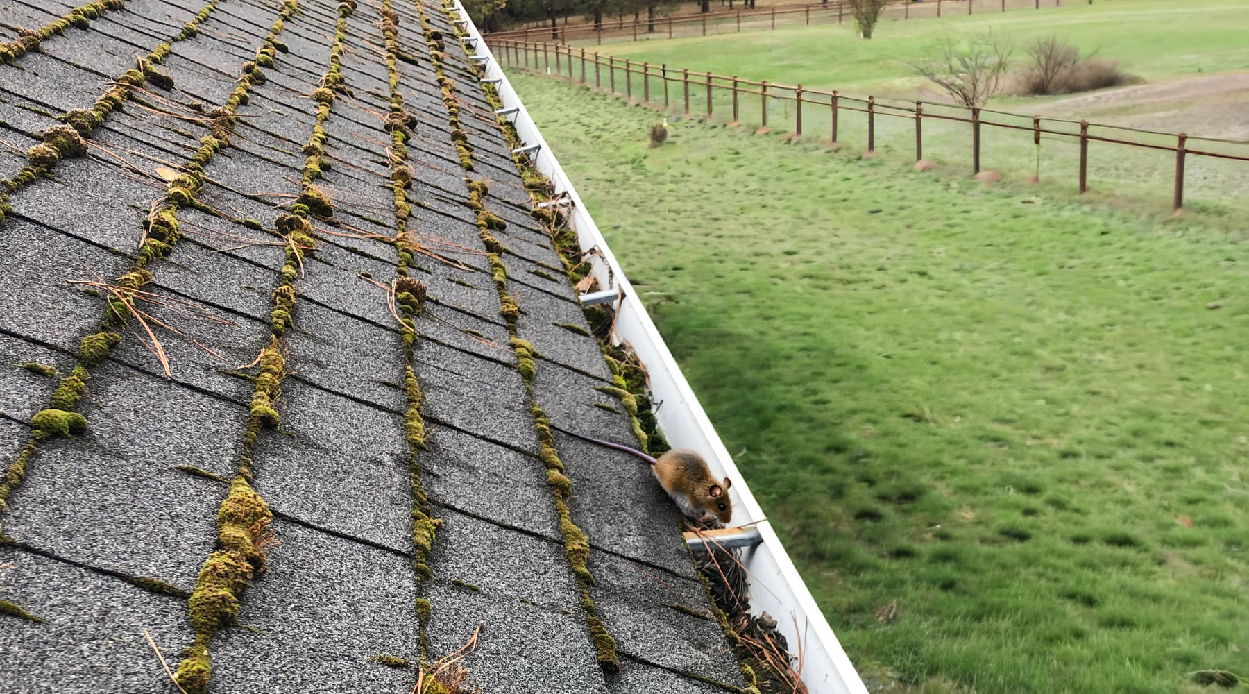 A clogged gutter with a mouse crawling around in it