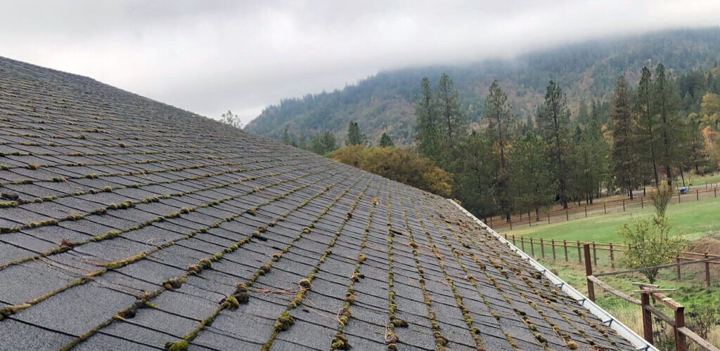 An asphalt shingle roof in southern Oregon covered in moss