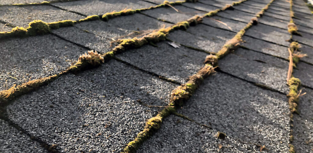 A shingle roof in Southern Oregon that needs the roof moss removed
