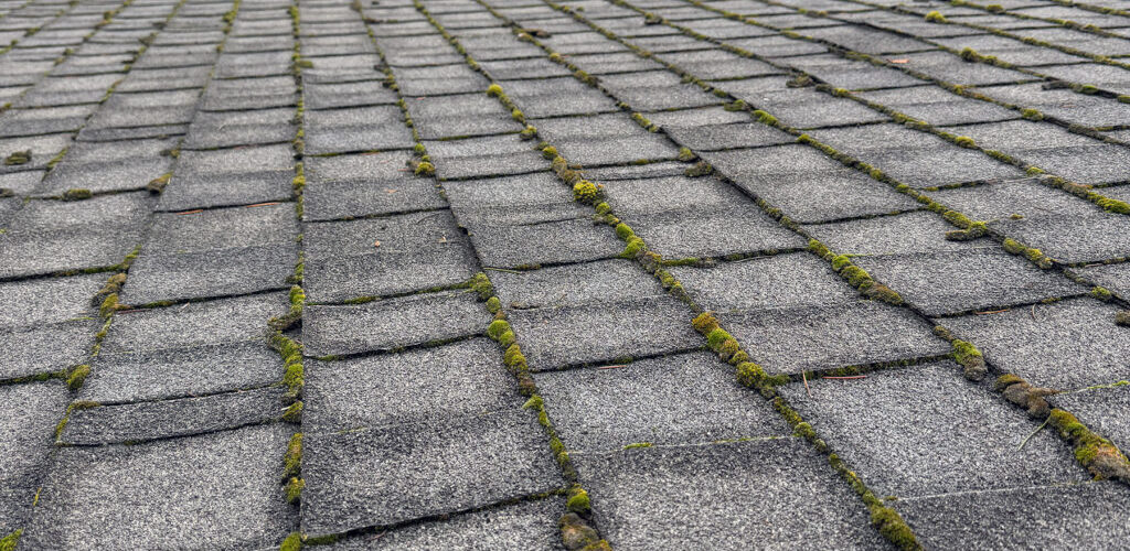 Asphalt shingle roof that needs roof moss cleaned off