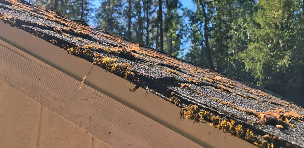 Roof moss damaging asphalt shingles on Southern Oregon roof