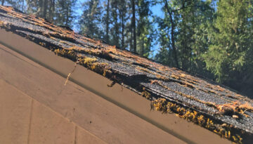 Roof moss damaging asphalt shingles on Southern Oregon roof