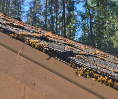 Roof moss damaging asphalt shingles on Southern Oregon roof