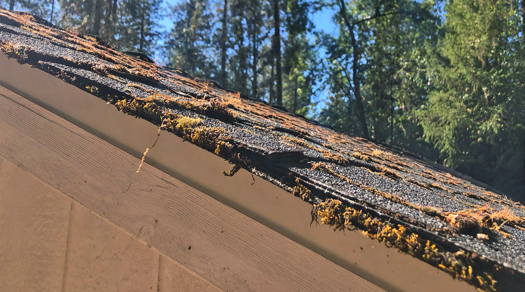 Roof moss damaging asphalt shingles on Southern Oregon roof