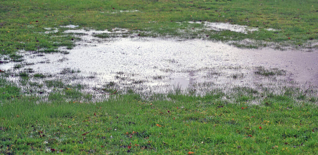 Standing water in a Southern Oregon yard