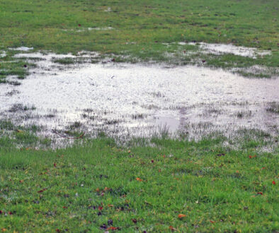 Standing water in a Southern Oregon yard