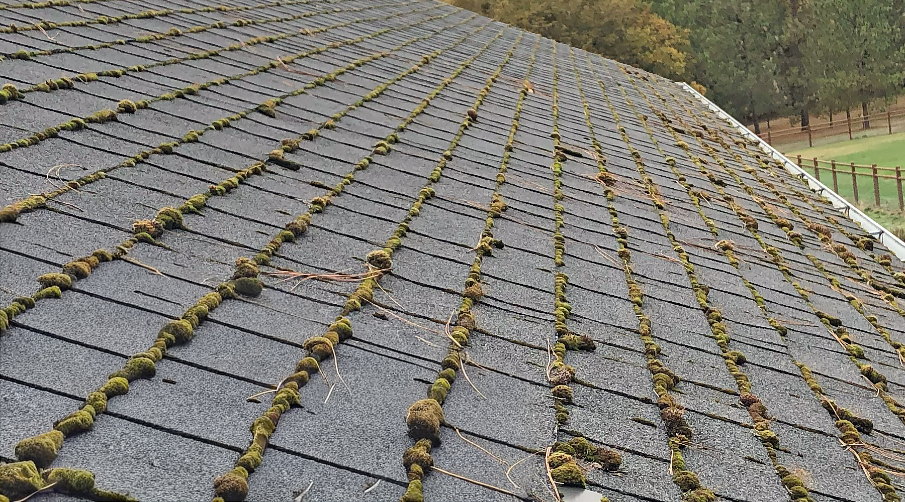 Heavy roof moss growth in Southern Oregon