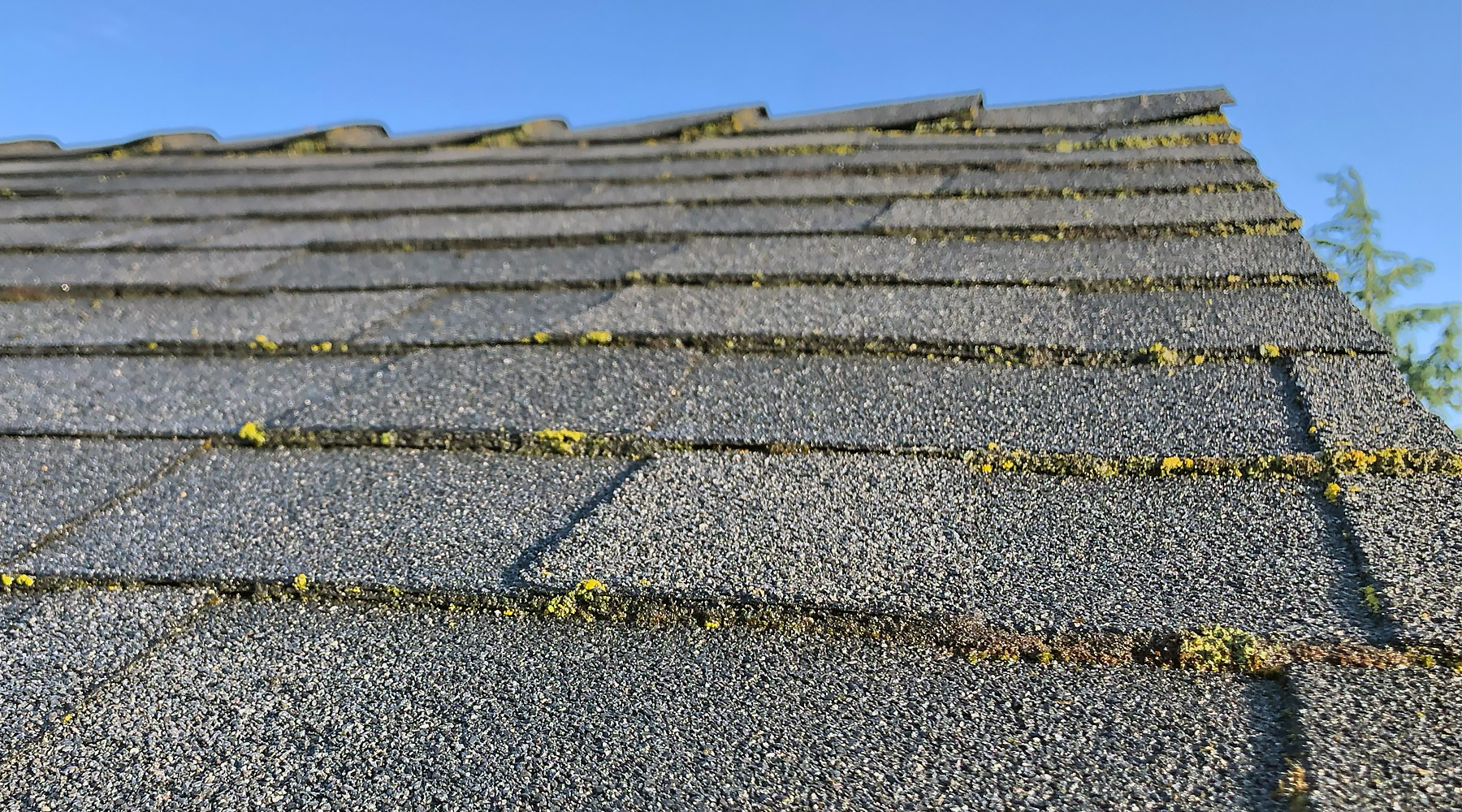 Light moss growth on Southern Oregon roof