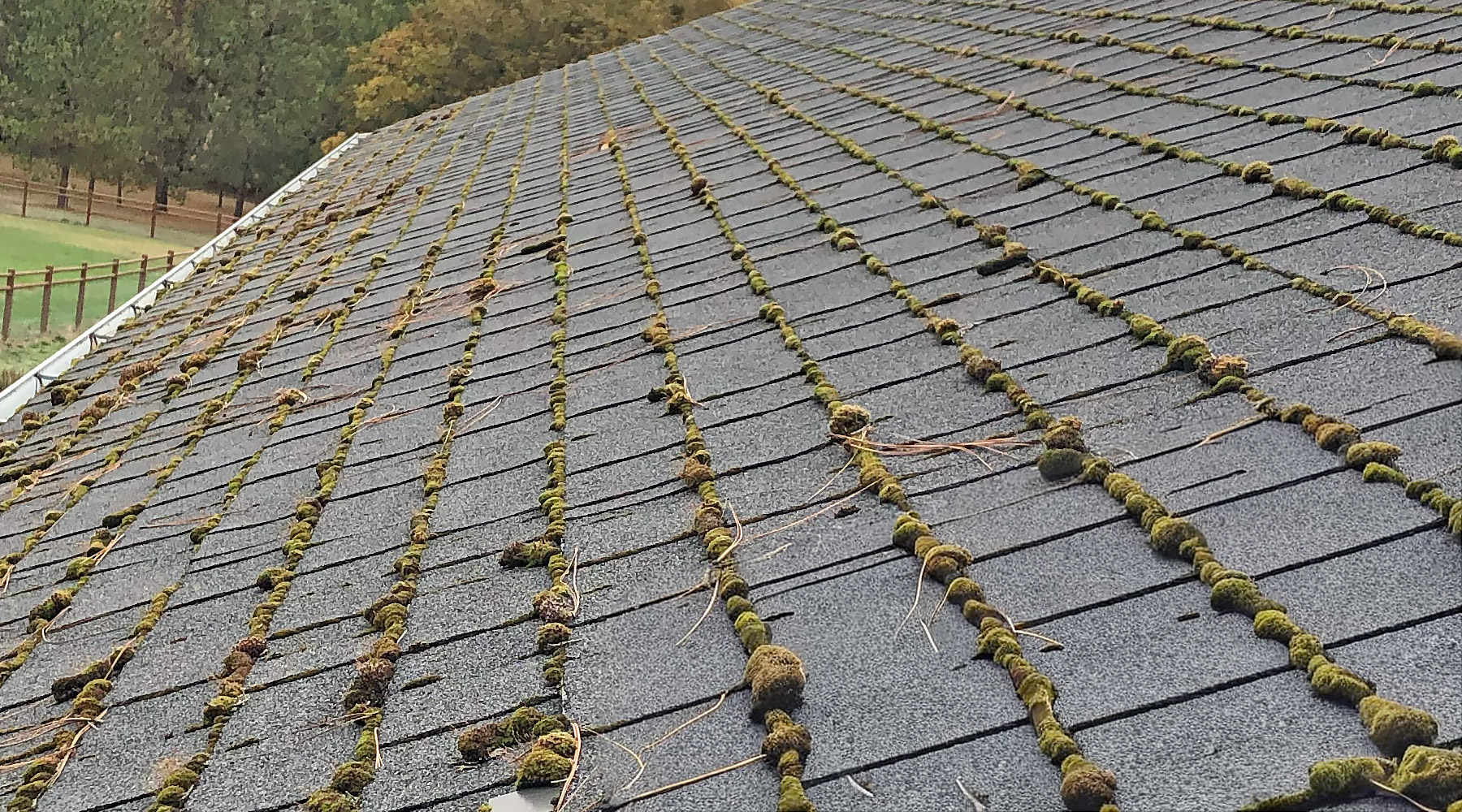 A roof in Southern Oregon with moss growth